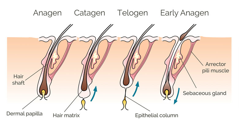 Ciclo capilar