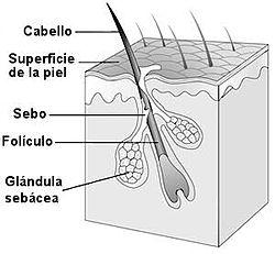 ciclo-capilar-img01