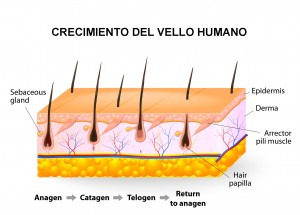 Ciclos del cabello